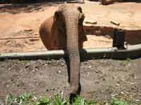 Cell Phone Eaten By Elephant At Zoo