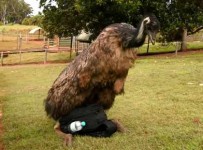 Emu Camera bag