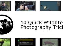 Top 10 Wildlife Photography Tips