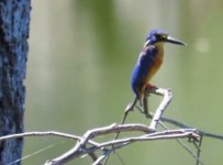 Canon SX60 HS zoom Birding video