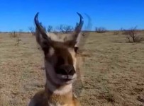 Drone destroyed by antalope pronghorn