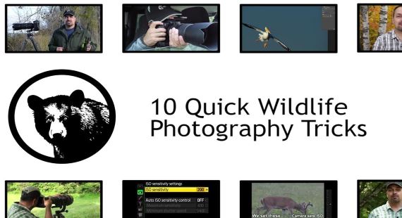 Top 10 Wildlife Photography Tips